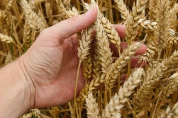 Prognoza: możliwy spadek zbiorów pszenicy w 2020 roku