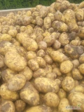Sprzedam ilosci tirowe ziemniaka colomba w workach lub bb swiezo kopane zapraszam