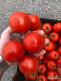 Pomidor gałązka BB, do przecierów, przetworów.
