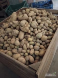 Sprzedam ziemniaki odpadowe 