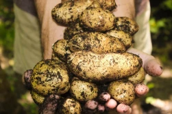 Ziemniak - nowoczesna żywność w gospodarce 4.0