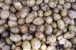 Szacunkowe zbiory ziemniaków w Europie Północno-Zachodniej: nieco poniżej 27 milionów ton