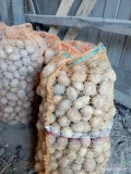 Sprzedam 60 worków drobnego ziemniaka odebrany czysty po 15 kg worek 