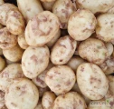 Kupię ziemniaki jadalne młode z okolic Sieradza . Odbiór osobisty bezpośrednio z pola. Worek 15 kg. Płatność gotówką przy odbiorze....