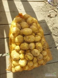 Ukopie na zamówienie ziemniaki Colombo, towar gruby I z jasnej ziemi. Więcej informacji pod nr  tel 697631392