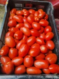 Sprzedam pomidora gruntowego Dyno, na dwa sorty w plastik po 18 kg. Ilości busowe. 