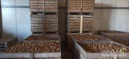 Zdrowe ziemniaki Gala .100 ton 4-8cm kaliber, BIGBAG , Worki raszlowe szyte 5kg,10kg,15kg duże ilości okolice Inowrocławia.