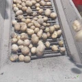 Sprzedam ziemniaki worek 10-15-20-25 kg lub big bag ilości tirowe