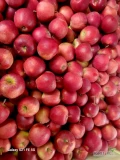 Sprzedam jabłka: Szampion i Red Jonaprince 
