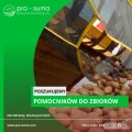 Poszukujemy pomocników do zbiorów ziemniaków
