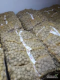Ziemniaki Gala z chłodni szczotkowane w big-bagu,luzem lub worku szytym 2,5kg 5,10,15kg mozliwosc nadruku na szarfie. 