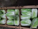 Sprzedam kapustę Pekińską 0.6-2.5kg. Czysta w środku, zielona. Ilości paletowe