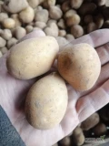 Sprzedam ziemniaki drobne w kalibrze 3,5-5cm wysadzane z kwalifikatu, odmiany Soraya oraz Bellaroza. Dostepne kilka ton, możliwość...