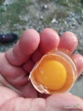 Sprzedam jaja m kolor Skorupki kremowy, ładne żółtko bez sztucznych barwników.