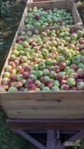 Sprzedam 32 skrzynie świeżo rwanych jabłek na soki itp. 