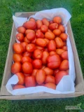 Sprzedam pomidory gruntowe odmiana Lima - Dyno. Pomidory są z własnej produkcji, bardzo smaczne. Polecam