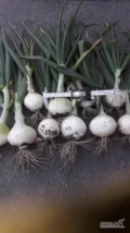 Srzedam świeżą  cebulę z zimowego siewu ,biała czosnkowa,odmiana NEWIX.caliber 5+