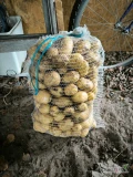 Sprzedam ziemniaki młode odmiana CONSTANCE, ziemniak zółty. Ilość około 500 kg.

