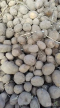 Sprzedam ziemniaki małe średnie i duże jak leci do spasienia dla zwierząt 