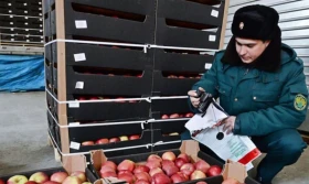 Białoruś może już eksportować jabłka do Rosji