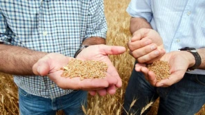 Jakość ziarna zbóż – dlaczego parametry są ważne