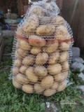 Witam posiadam do sprzedania ziemniaki takie jak na zdjęciu. Dostępne odmiany to Irga oraz Catania. Ziemniaki pochodzą z własnego...