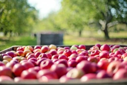 Mija 6 lat od embarga: 50 groszy za jabłka przemysłowe