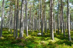 ARiMR: kasa na prywatny las... Na jakie działania?