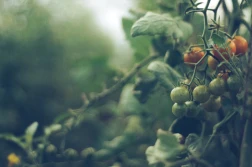 PIORIN: tomato mottle mosaic virus czyli zagrożenie dla pomidorów