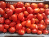 Pomidory gruntowe sprzedam
