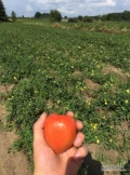 Sprzedam pomidory gruntowe 