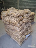 Sprawdzian ziemniaki Denar  ilość cena do uzgodnienia 503508363