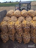 Sprzedam 250 worków ziemniaków jadalnych odmiana owacja, świeżo kopane

