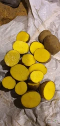 Sprzedam ziemniaka żółtego Belmonda w bigbagu lub w worku szytym 15kg.Kaliber 45+
