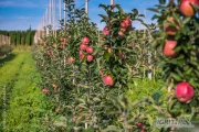 Ogłoszenie dotyczy nadchodzącego sezonu letniego Cięcia sadów owocowych 
