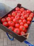 Sprzedam pomidory gruntowe odm,bobcat ,bdb.wybarwione,na przemysł lub rynek.Ilosci busowe.wybrane na rynek 2,5 zł/kg,przemysl,cena do...