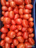 Pomidory gruntowe podłużne rwane na zamówienie. Zapraszam