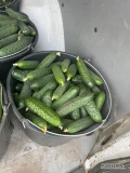 We sell Romanian cucumbers directly from Romania pached in bags on pallets
