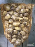 Sprzedam ziemniaki młode pakowane w worki po 15kg. Odmiana riviera. Kaliber + 40mm. Towar gruby i zdrowy. Jednorazowo do 10t 