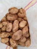 Продаем румынский картофель со склада в Бухаресте Румыния калибром 50+ в...