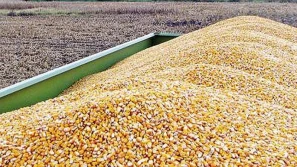 Cena ziarna kukurydzy - czynnik ukraiński