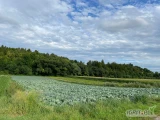 Dwie działki rolne o łącznej powierzchni 2 ha zlokalizowane w Makowie koło Miechowa (woj. Małopolskie).
