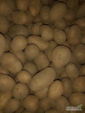 Sprzedam drobne ziemniaki odmiany marine  .piwonia i lenka
