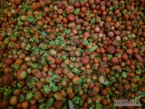 Sprzedam odpad z plantacji truskawki, owoce drobne, nie wybarwione, zdeformowane.
