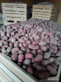 Sprzedam ziemniaki Soraya i Baltic Grozę 35-50 po 5 ton 