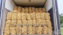 Ukopie na jutro ziemniaki jadalne  odmiana surmia. kal 30mm+. Towar jak na zdjęciu. Ilość 400-700 worków 