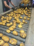 Sprzedam tirowe ilości ziemniaków Colomba 40+ worek szyty 15kg
