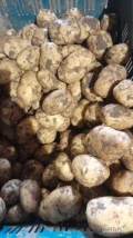 Sprzedam tirowe ilości ziemniaków Denar w big bagu lub w worku 15kg oraz Soraja luz na wannę.