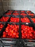 Naszykuje w dowolne opakowanie pomidora gruntowego dyno . Jakość marketowa . 
