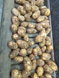 Nakopię na zamówienie ziemniaki młode żółte bardzo smaczne np na stołówkę- mają parcha, ale nie wszystkie. Worki 15 kg. Więcej...